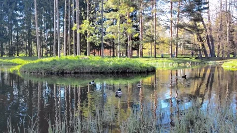 Ducks in the pond Video stock 274881857