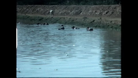 Ducks in Pond Stock Footage 276292529