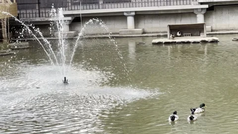 Ducks in a pond Stock Footage 302562460