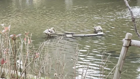 Ducks in a pond Stock Footage 302562461