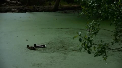 Ducks on pond Stock Footage 313527391