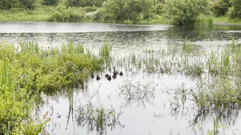 Ducks on a pond Video stock 315287095