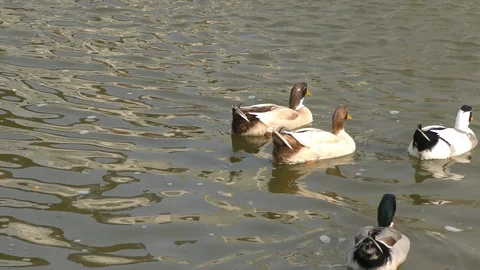 Ducks in a pond going in one direction. Video stock 126767893