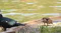 Ducks at Pond Looking for Food HD 동영상
