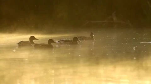 Ducks in the pond in the morning, closeup, misty morning, flock of mallards Stock Footage