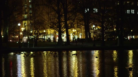 Ducks on a pond at night in the city Stock Footage 45926560