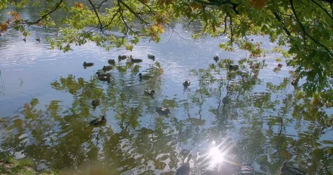 Ducks on a pond in the park Stock Footage 80251012
