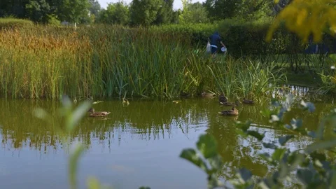 Ducks on the pond in the park Stock Footage 125248355