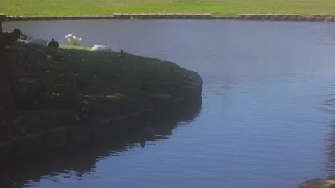 Ducks At A Pond In A Park Stock Footage 139375586