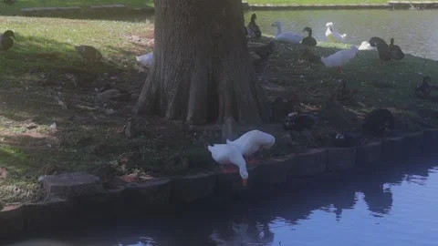 Ducks At A Pond In A Park Stock Footage 139375587