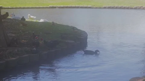 Ducks At A Pond In A Park Stock Footage 139375687