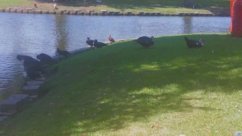 Ducks At A Pond In A Park Stock Footage 139375690