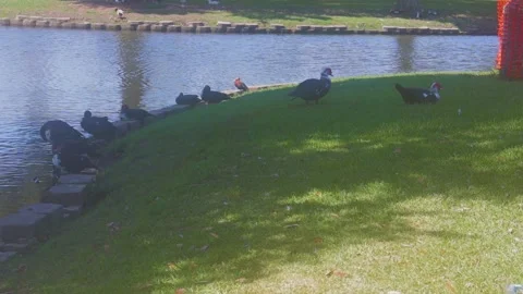 Ducks At A Pond In A Park Stock Footage 139375691