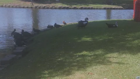 Ducks At A Pond In A Park Stock Footage 139375693