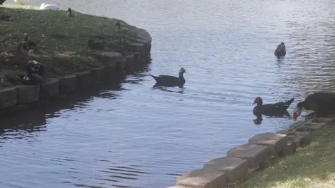 Ducks At A Pond In A Park Stock Footage 139375731
