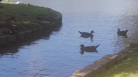 Ducks At A Pond In A Park Stock Footage 139375747