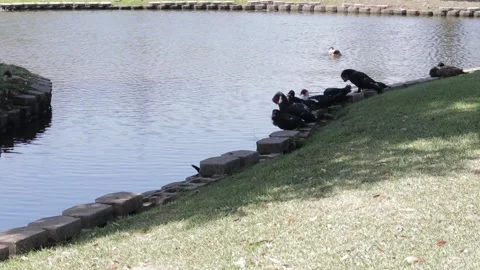 Ducks At A Pond In A Park Stock Footage 139375758