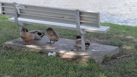 Ducks At A Pond In A Park Stock Footage 139375769
