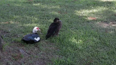Ducks At A Pond In A Park Stock Footage 139375797