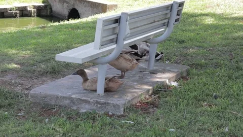 Ducks At A Pond In A Park Stock Footage 139375808