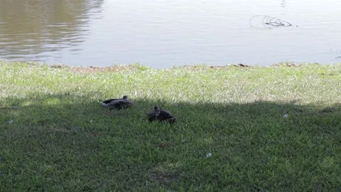 Ducks At A Pond In A Park Stock Footage 139375936