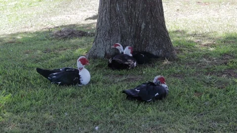 Ducks At A Pond In A Park Stock Footage 139375939