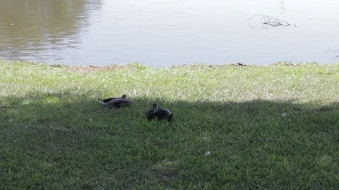 Ducks At A Pond In A Park Stock Footage 139375943