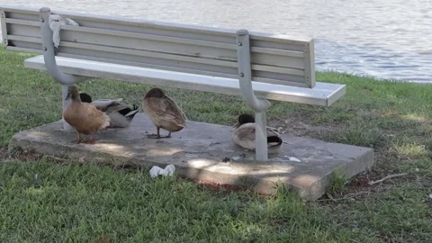 Ducks At A Pond In A Park Stock Footage 139375969