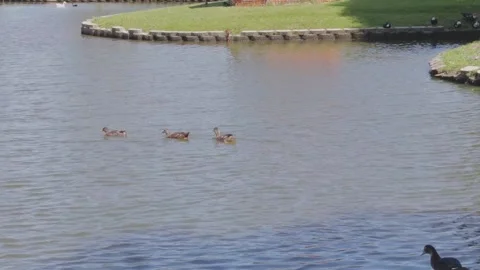 Ducks At A Pond In A Park Stock Footage 139375993