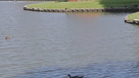 Ducks At A Pond In A Park Stock Footage 139376003