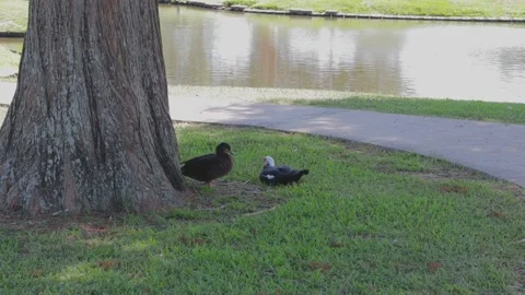 Ducks At A Pond In A Park Stock Footage 139376017