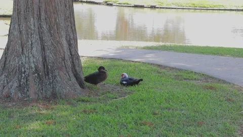 Ducks At A Pond In A Park Stock Footage 139376032