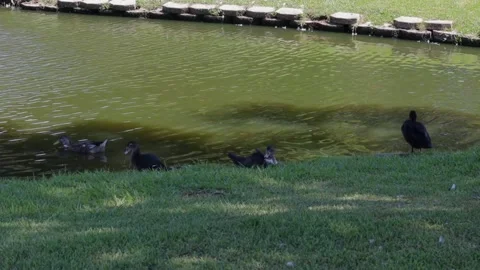 Ducks At A Pond In A Park Stock Footage 139376057