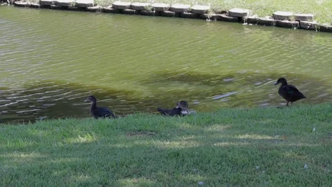 Ducks At A Pond In A Park Stock Footage 139376080