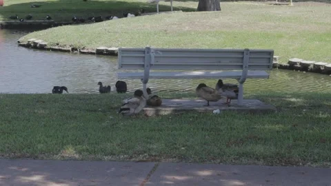Ducks At A Pond In A Park Stock Footage 139376120