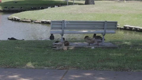 Ducks At A Pond In A Park Stock Footage 139376122