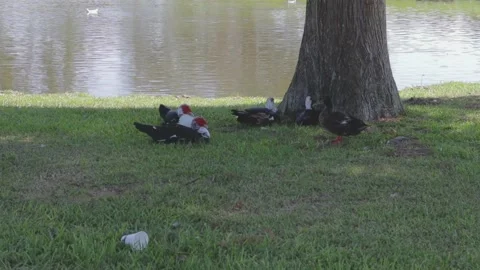 Ducks At A Pond In A Park Stock Footage 139376152