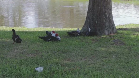 Ducks At A Pond In A Park Stock Footage 139376184