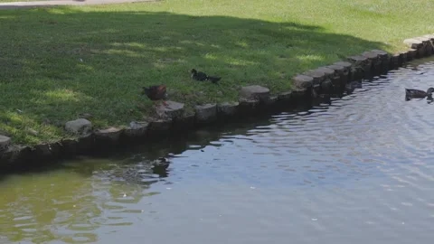 Ducks At A Pond In A Park Stock Footage 139376224