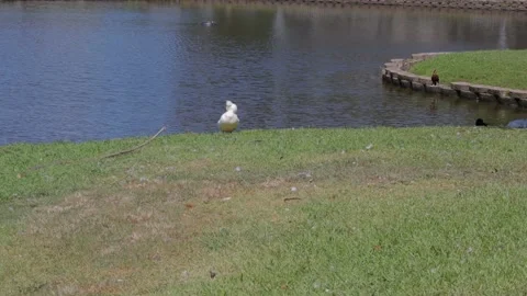 Ducks At A Pond In A Park Stock Footage 139376258