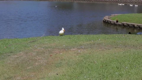 Ducks At A Pond In A Park Stock Footage 139376285