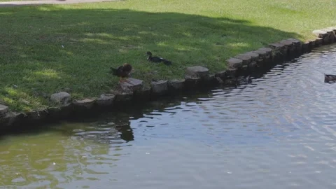 Ducks At A Pond In A Park Stock Footage 139376296