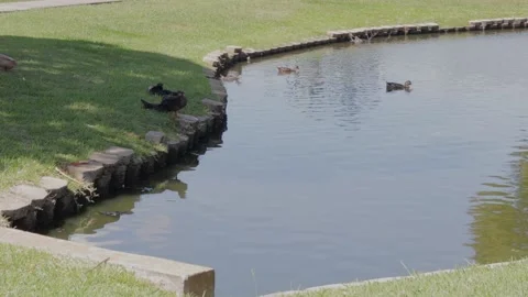 Ducks At A Pond In A Park Stock Footage 139376328