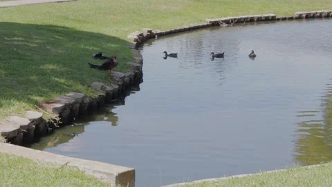 Ducks At A Pond In A Park Stock Footage 139376352