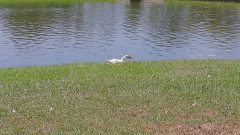 Ducks At A Pond In A Park Stock Footage 139376360
