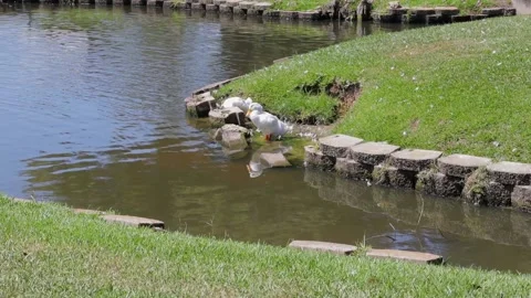 Ducks At A Pond In A Park Stock Footage 139376368