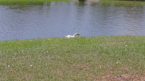 Ducks At A Pond In A Park Stock Footage 139376379