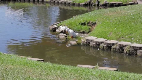 Ducks At A Pond In A Park Stock Footage 139376380