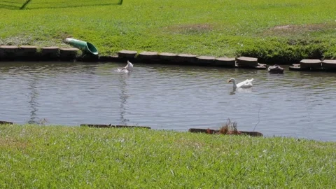 Ducks At A Pond In A Park Stock Footage 139376413