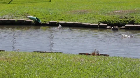 Ducks At A Pond In A Park Stock Footage 139376419